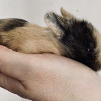 Petit lapereau nain angora x rex nain 💕 #2