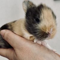 Petit lapereau nain angora x rex nain 💕