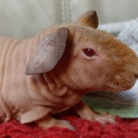 Cochon d'inde skinny #1