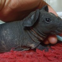 Cochon d'inde skinny