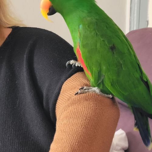 Eclectus mâle eam #1