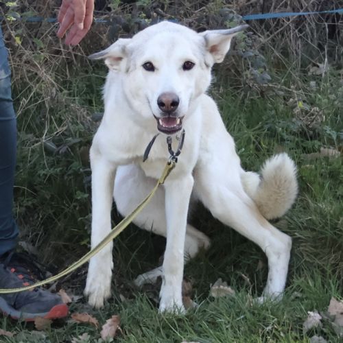 Brume, 1 an, à l'adoption #1