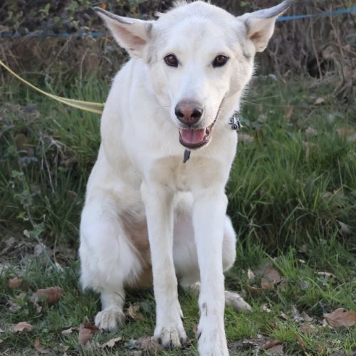 Brume, 1 an, à l'adoption #2