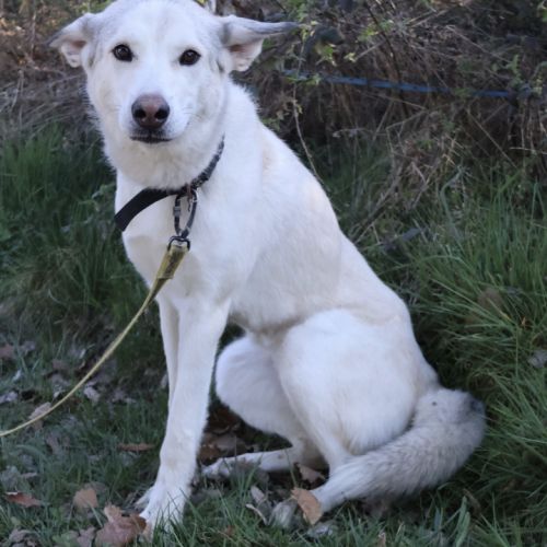 Brume, 1 an, à l'adoption #3