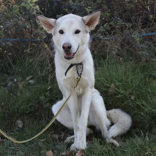 Brume, 1 an, à l'adoption #4