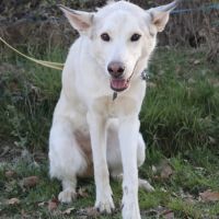 Brume, 1 an, à l'adoption #2