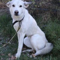 Brume, 1 an, à l'adoption #3