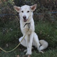 Brume, 1 an, à l'adoption #4