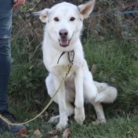 Brume, 1 an, à l'adoption