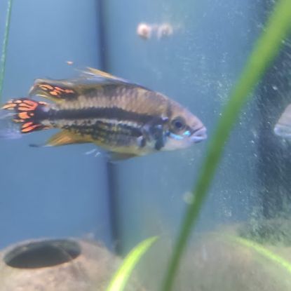 Jeunes apistogrammas cacatuoïdes #2