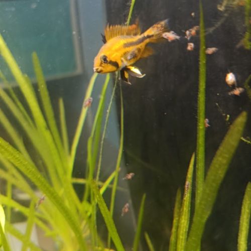 Jeunes apistogrammas cacatuoïdes #3