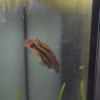 Jeunes apistogrammas cacatuoïdes #1