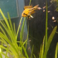 Jeunes apistogrammas cacatuoïdes #3