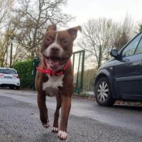 Tatum est un chien génial ! #1