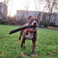 Tatum est un chien génial ! #2