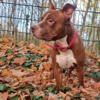 Tatum est un chien génial ! #3