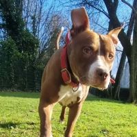 Tatum est un chien génial ! #6