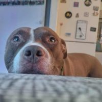 Tatum est un chien génial ! #8