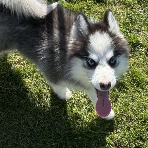 Pomsky mini #2
