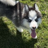 Pomsky mini #2