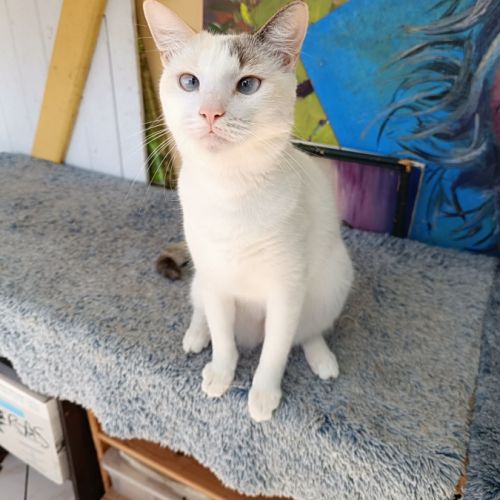 Lily rose, la belle minette