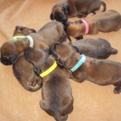 Chiots rouge de baviere