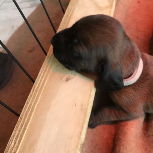 Chiots rouge de baviere #3