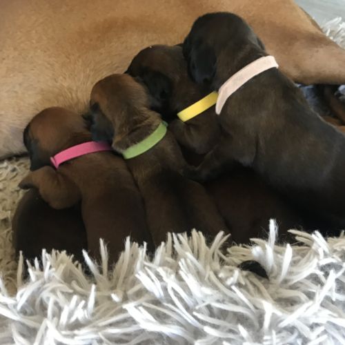 Chiots rouge de baviere #4