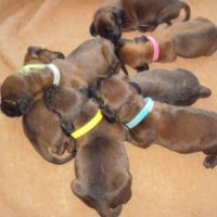Chiots rouge de baviere #0