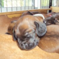 Chiots rouge de baviere #2