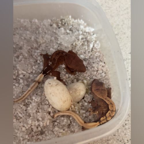 Gecko a crete juvenille