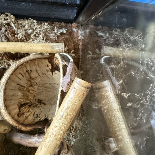 Gecko a crete juvenille