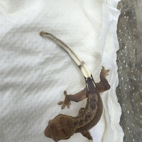 Gecko a crete juvenille #2