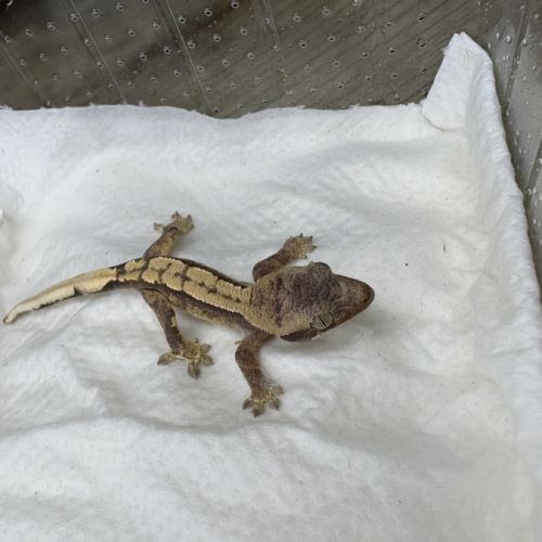 Gecko a crete juvenille #3