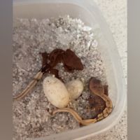 Gecko a crete juvenille #0