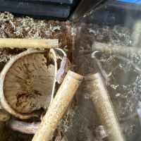 Gecko a crete juvenille