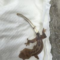 Gecko a crete juvenille #2