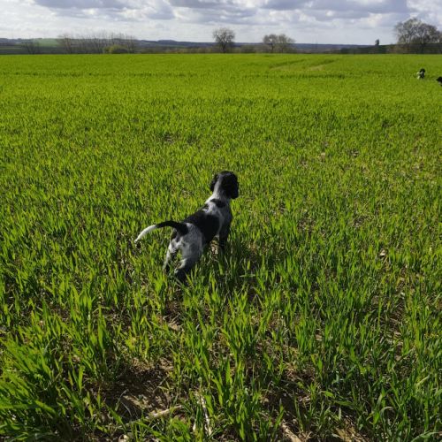 Chiot épagneul bleu de picardie lof #1