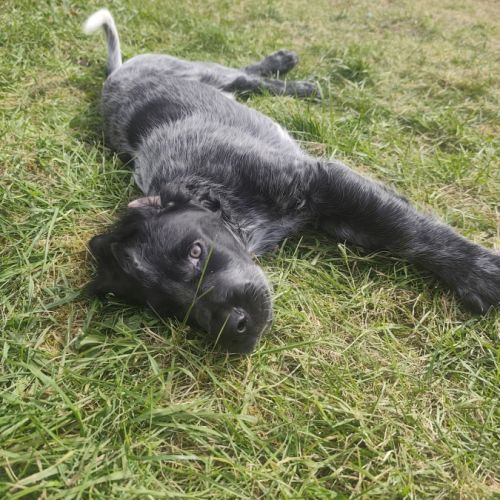 Chiot épagneul bleu de picardie lof #2