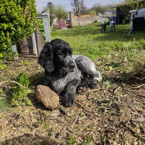 Chiot épagneul bleu de picardie lof #4