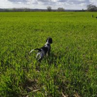 Chiot épagneul bleu de picardie lof #1