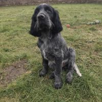 Chiot épagneul bleu de picardie lof #3