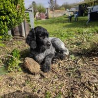 Chiot épagneul bleu de picardie lof #4
