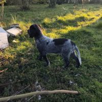 Chiot épagneul bleu de picardie lof #5