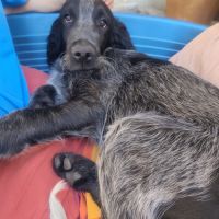 Chiot épagneul bleu de picardie lof