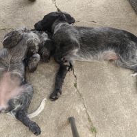 Chiot épagneul bleu de picardie lof #7