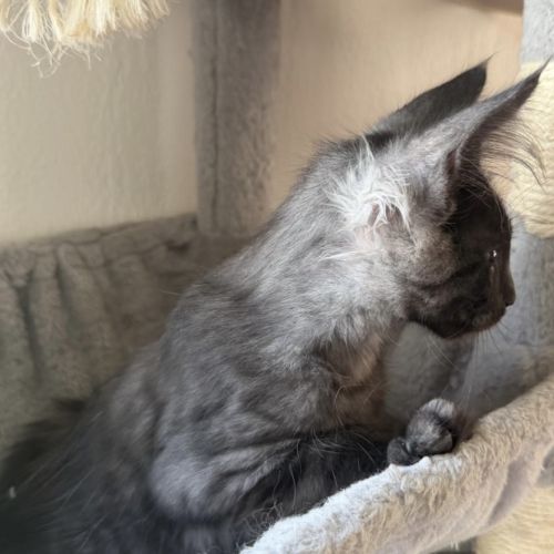 Chaton maine coon mâle loof #2