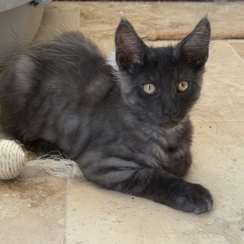 Chaton maine coon mâle loof
