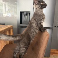 Chaton maine coon mâle loof #1