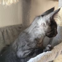 Chaton maine coon mâle loof #2